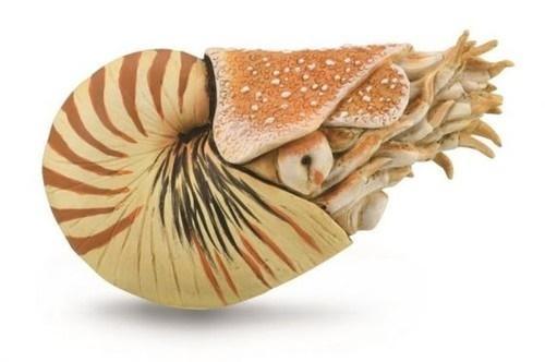 Nautilus Pompilius, Collecta