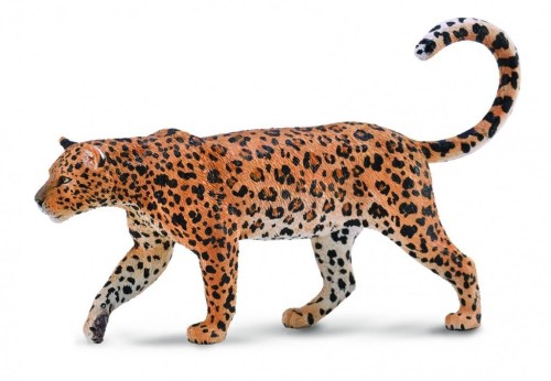 Lampart afrykański, Collecta