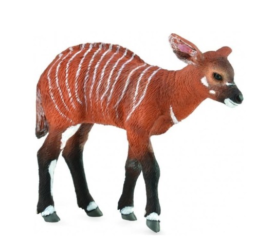 Krowa Bongo, Collecta
