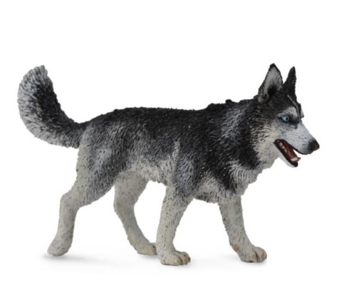Pies Rasy Siberian Husky, Collecta