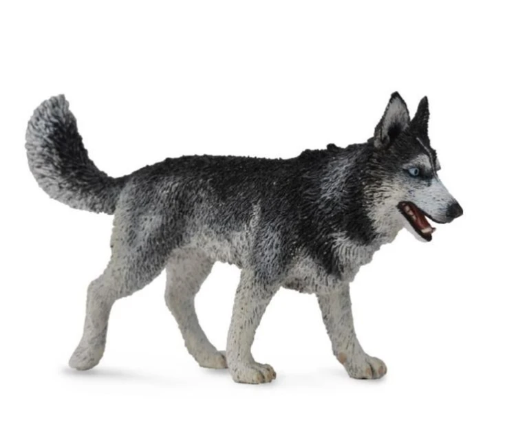 Pies Rasy Siberian Husky, Collecta