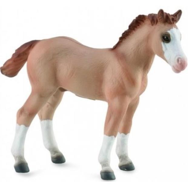 Źrebię Red Dun, Collecta