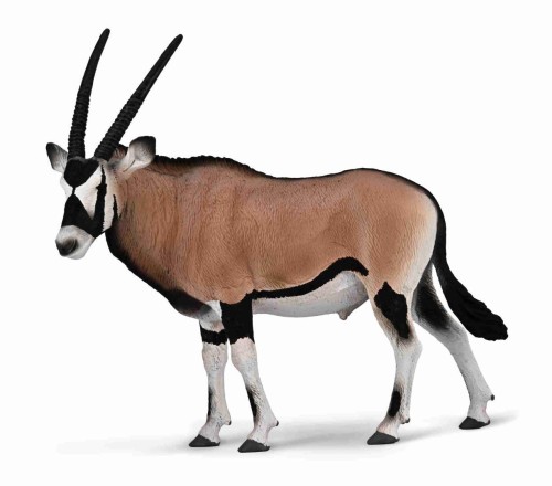 Gemsbok, Collecta