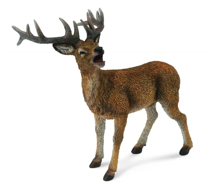Jeleń rogacz, Collecta
