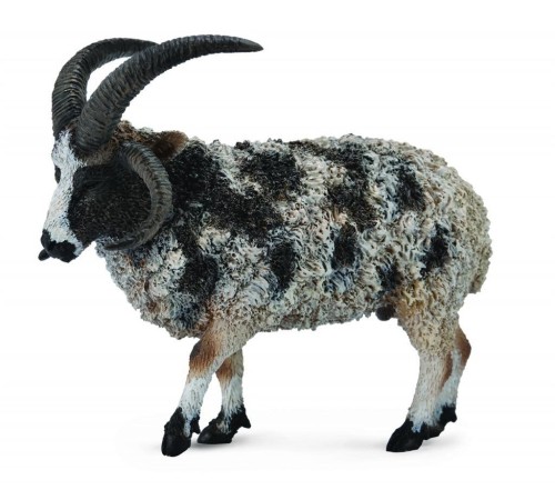 Owca wielorga, Collecta