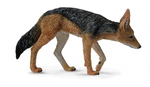 Szakal czarpakowy, Collecta