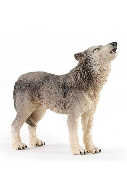 Leśny wilk wyjący, Collecta