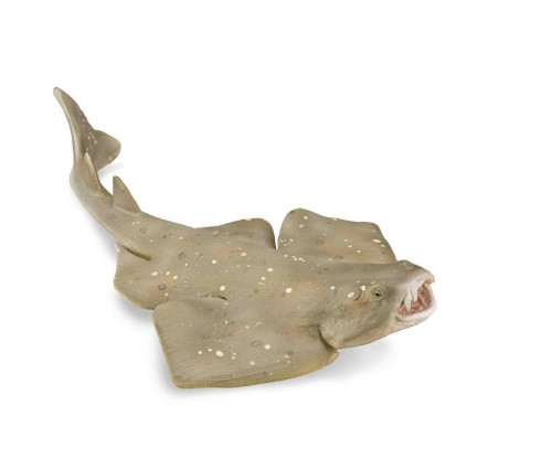 Raszpla zwyczajna, Collecta