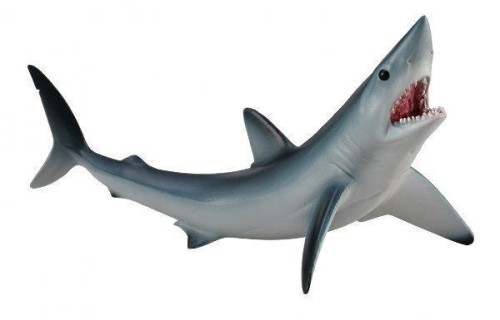 Rekin ostronos atlantycki, Collecta