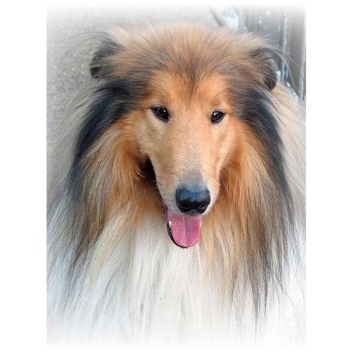 Mozaika diamentowa 5D - Lassie 40x30cm, Titanum