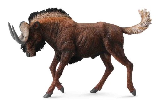 Gnu białoogonowe, Collecta