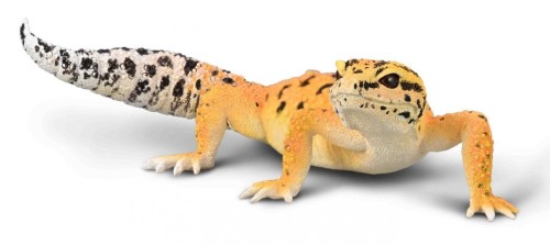 Gekon tygrysi, Collecta