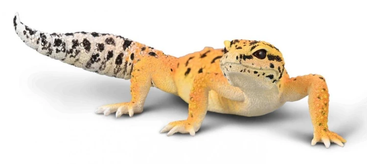 Gekon tygrysi, Collecta
