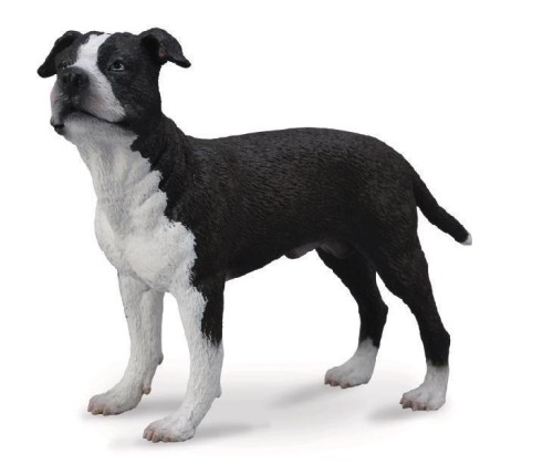 Pies amerykański saffordshire terrier, Collecta