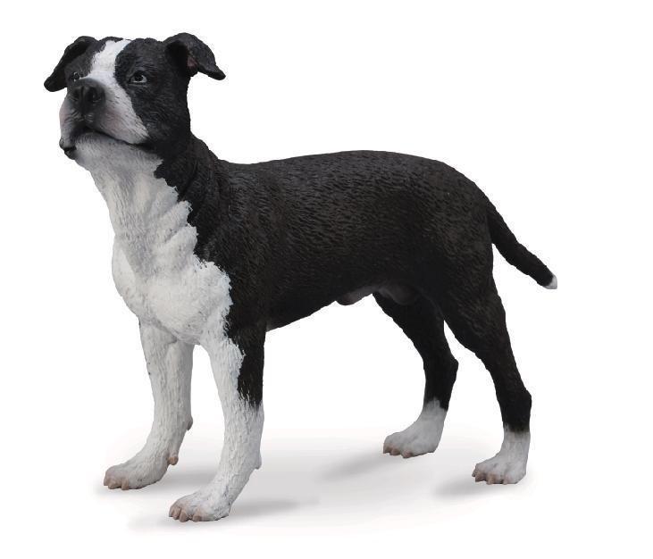 Pies amerykański saffordshire terrier, Collecta
