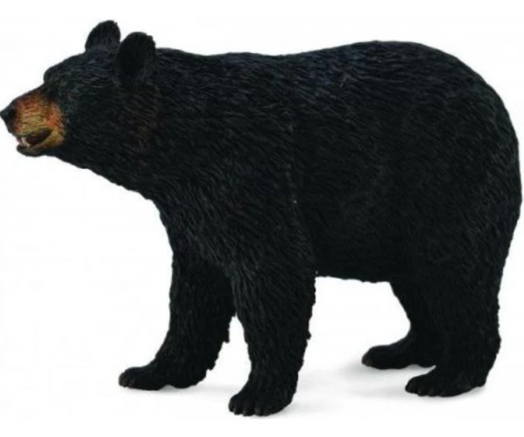Niedźwiedź Baribal, Collecta
