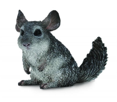 Szynszyla mała, Collecta
