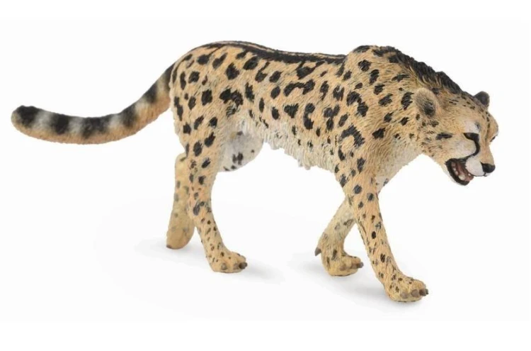 Gepard królewski, Collecta