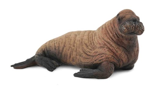 Mors młody, Collecta