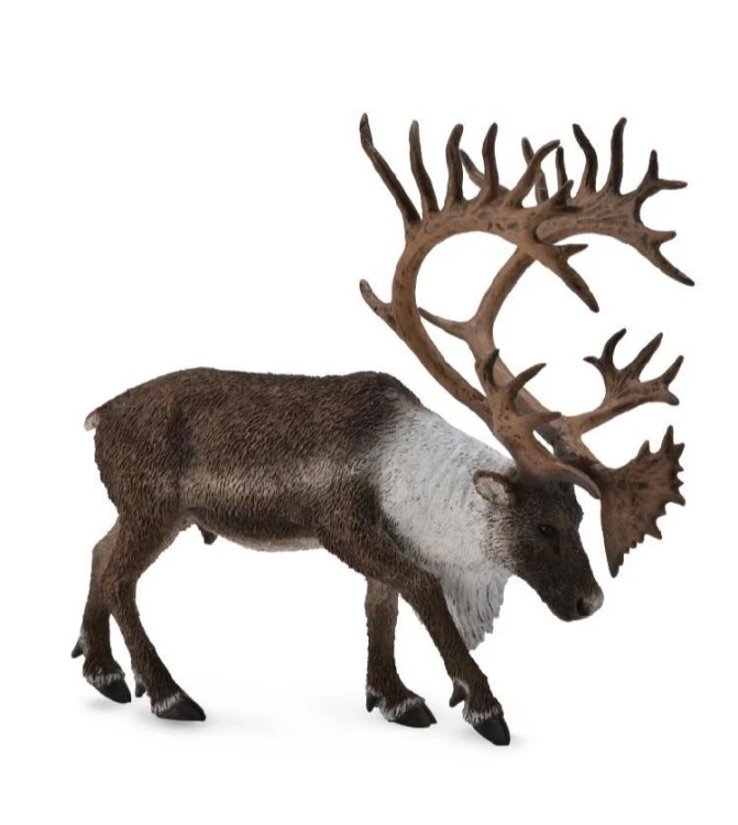 Renifer Woodland Caribou, Collecta