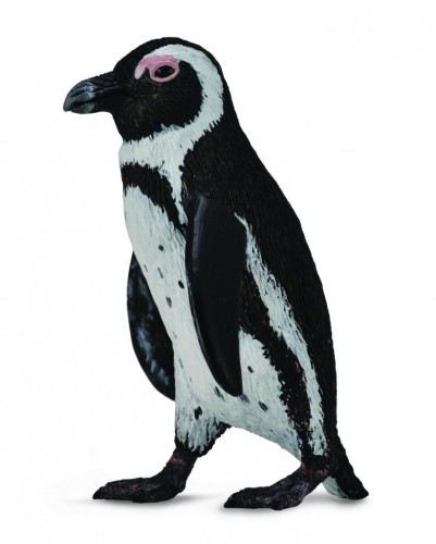 Pingwin przylądkowy, Collecta