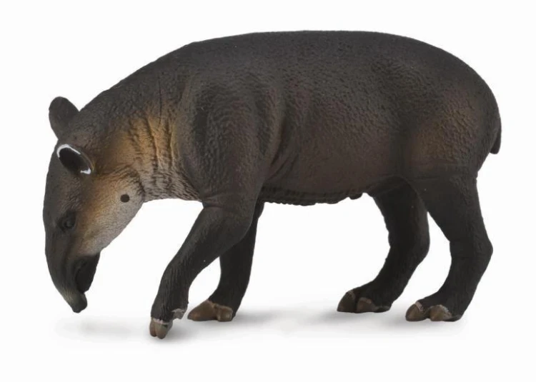 Tapir cielę bairda, Collecta
