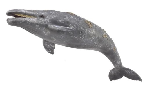 Gray Whale, Collecta