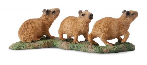 Kapibara młode, Collecta