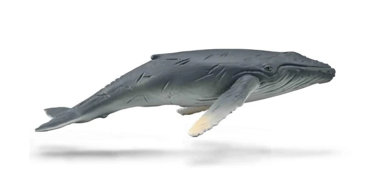 Humbak Młody, Collecta