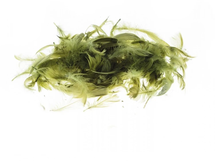 Piórka oliwkowe 7g, Brewis