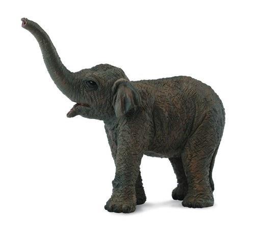 Słoniątko azjatyckie, Collecta