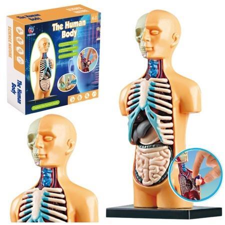 Model anatomiczny ciało ludzkie narządy, Leantoys